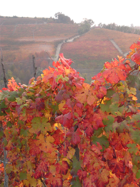Vigneti di Clavesana 1