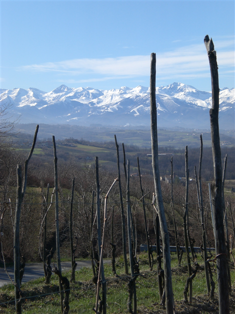 Vigneti Gorrea 2