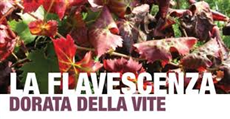 Flavescenza dorata