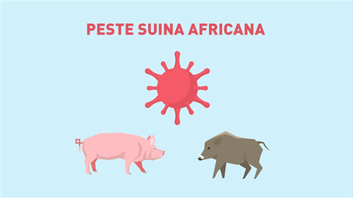 Peste Suina Africana (P.S.A.)